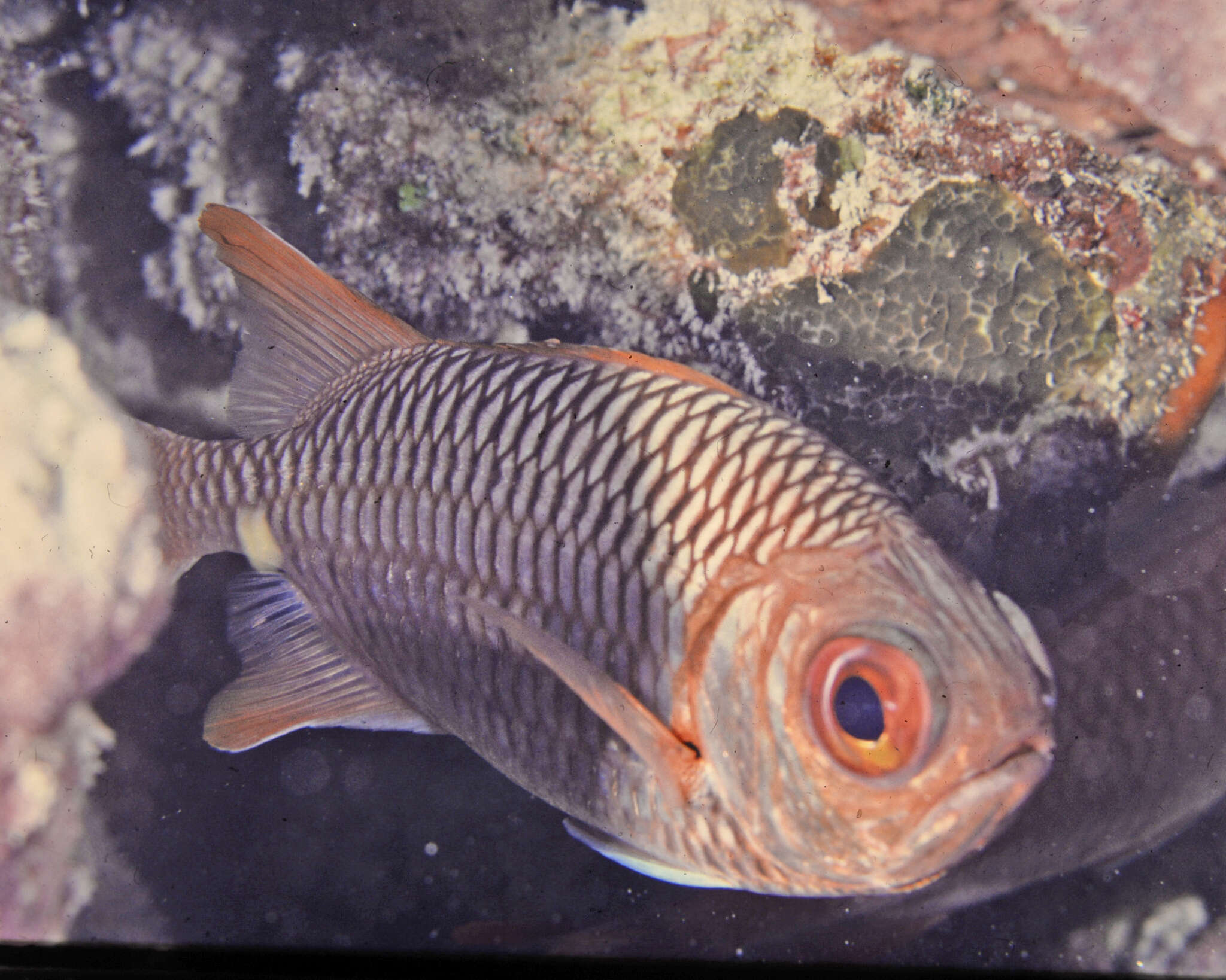 Image of Australian Squirrel-fish