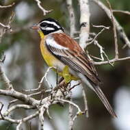 Imagem de Emberiza flaviventris flaviventris Stephens 1815