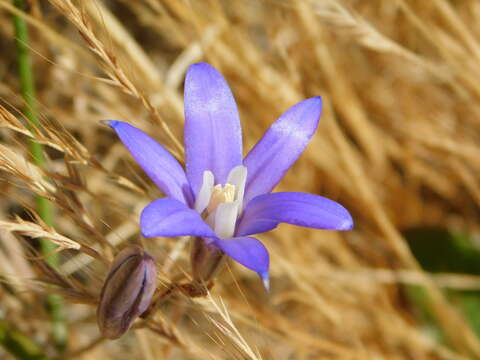 Image of crown brodiaea