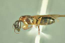 Image of Camponotus clarithorax Creighton 1950