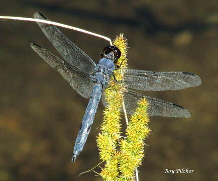 Libellula incesta Hagen 1861 resmi