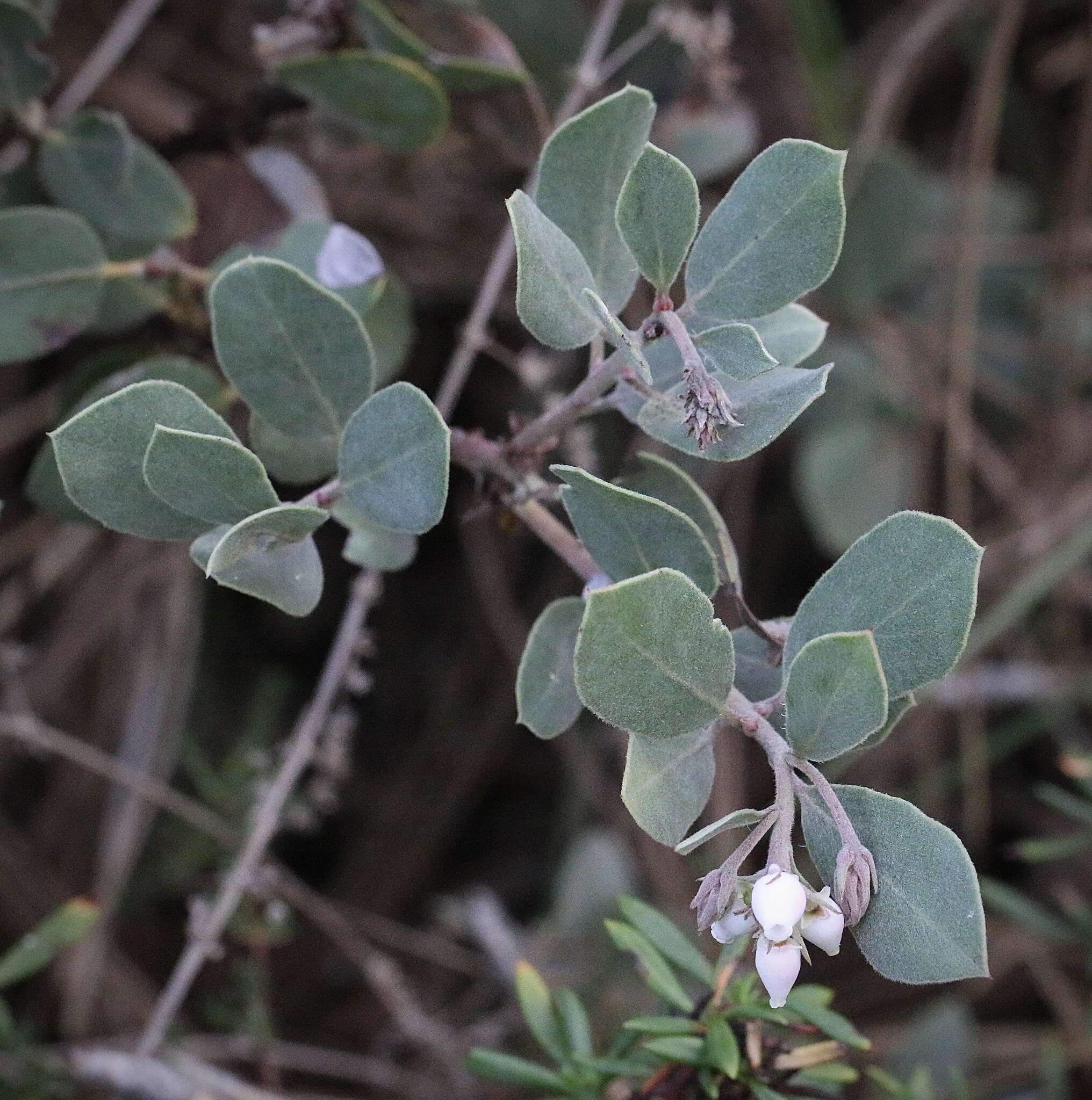 Image of Del Mar manzanita