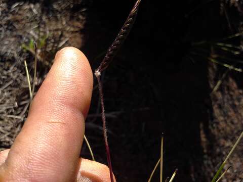 Image of Microchloa altera (Rendle) Stapf