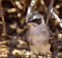 Image of San Cristobal Mockingbird