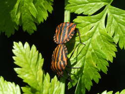 Image of Graphosoma italicum italicum