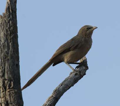 Image of Large Grey Babbler