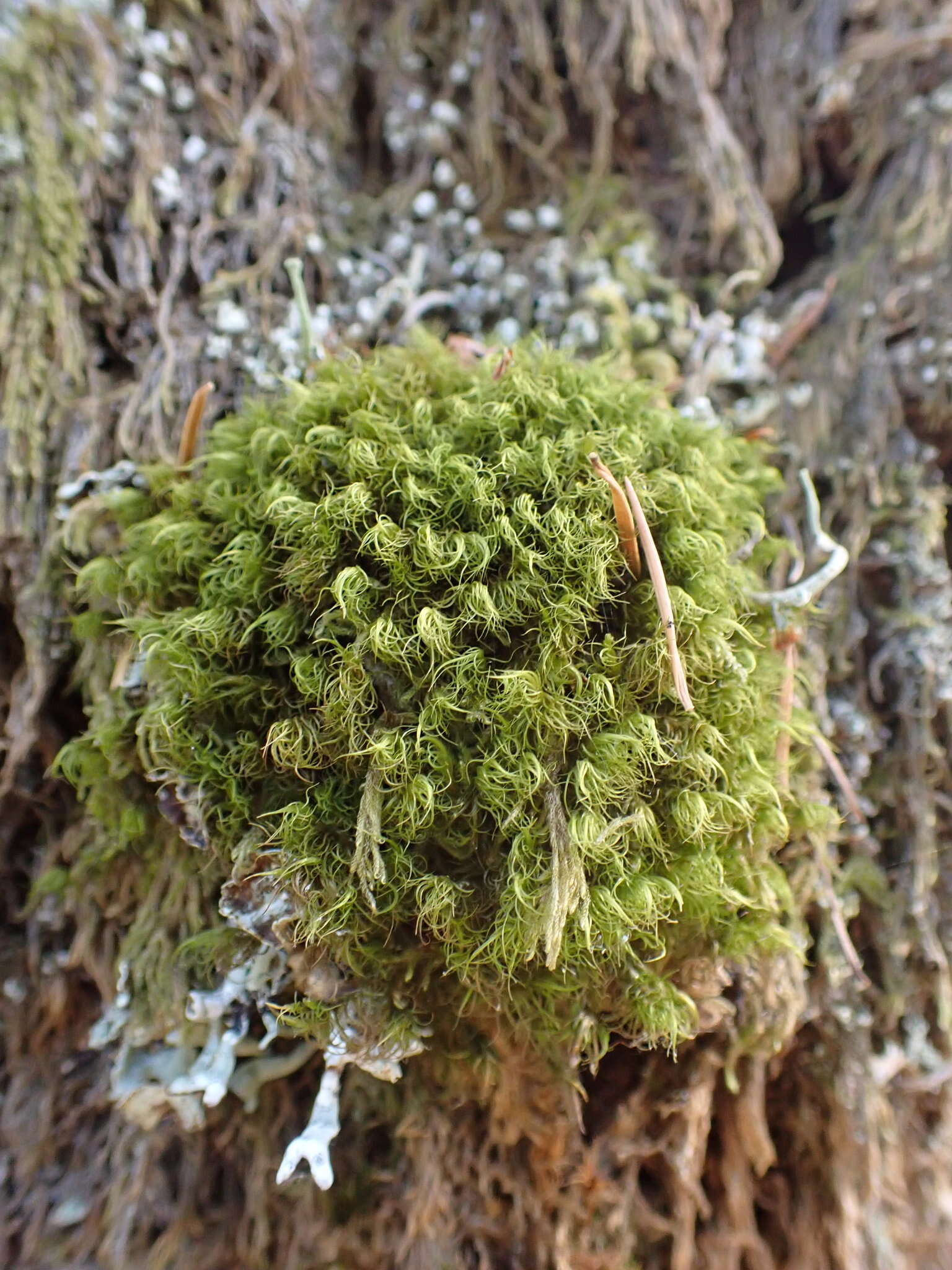 Image of dicranum moss