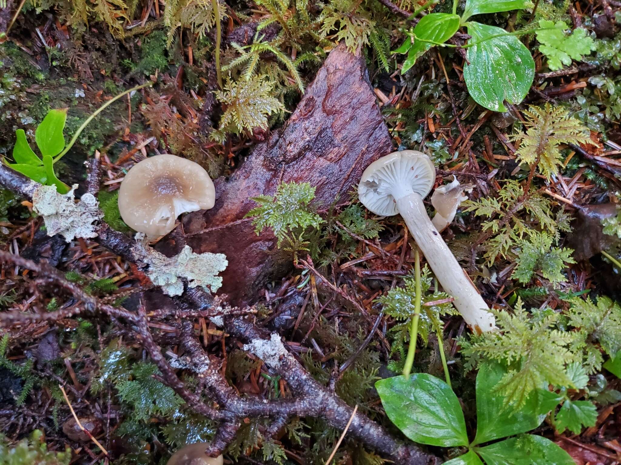 Слика од Hygrophorus olivaceoalbus (Fr.) Fr. 1838