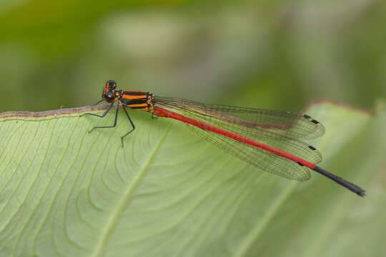 Image de Calicnemia erythromelas (Selys 1891)