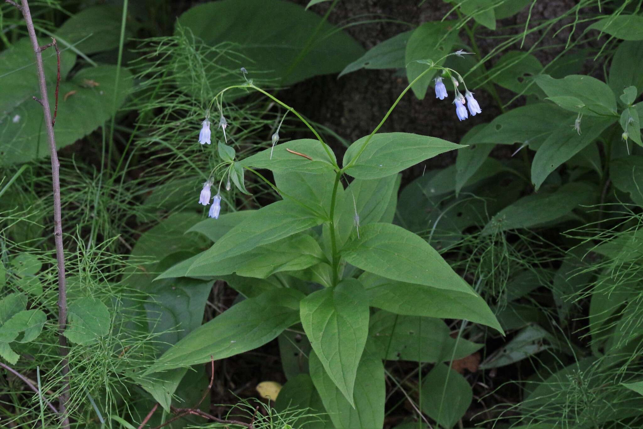 Image of tall bluebells