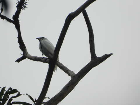 Image of White Bellbird