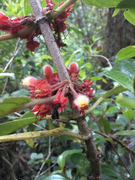 Image of Glossoloma ichthyoderma (Hanst.) J. L. Clark