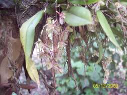 Image of Leochilus oncidioides Knowles & Westc.