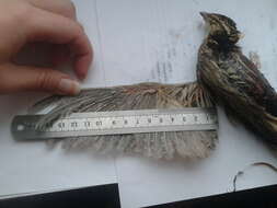 Image of Common Quail