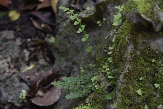 Image of Asplenium dentatum L.