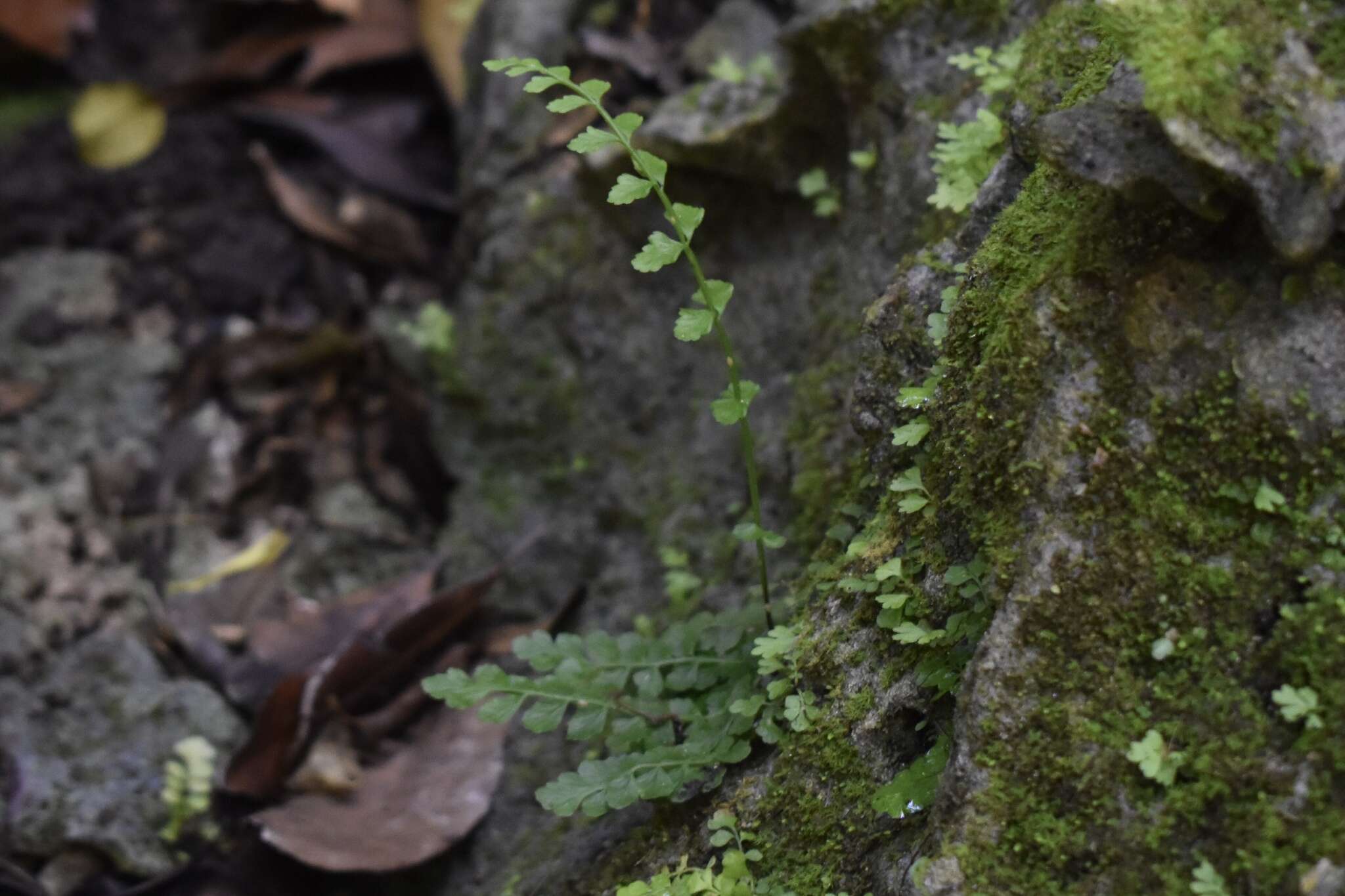 Image of Asplenium dentatum L.