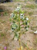 Bipinnula fimbriata (Poepp.) I. M. Johnst. resmi