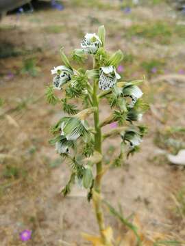 Bipinnula fimbriata (Poepp.) I. M. Johnst. resmi