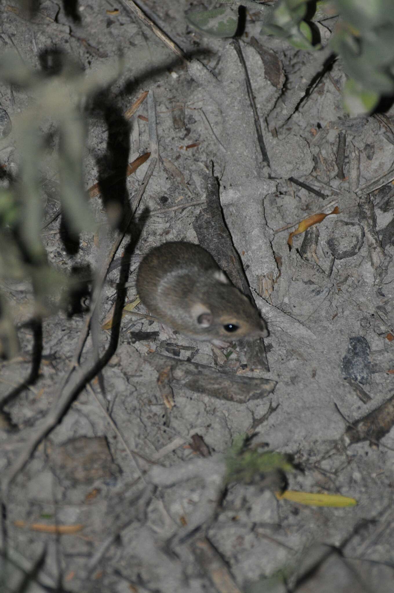 Image of Merriam's pocket mouse