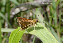 Image of Taractrocera ina Waterhouse 1932