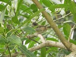 Image of Cabanis's Ground Sparrow