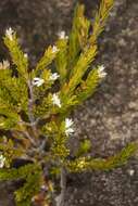 Image of Pseudanthus pauciflorus Halford & R. J. F. Hend.