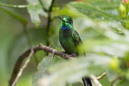 Image of Green-crowned Brilliant