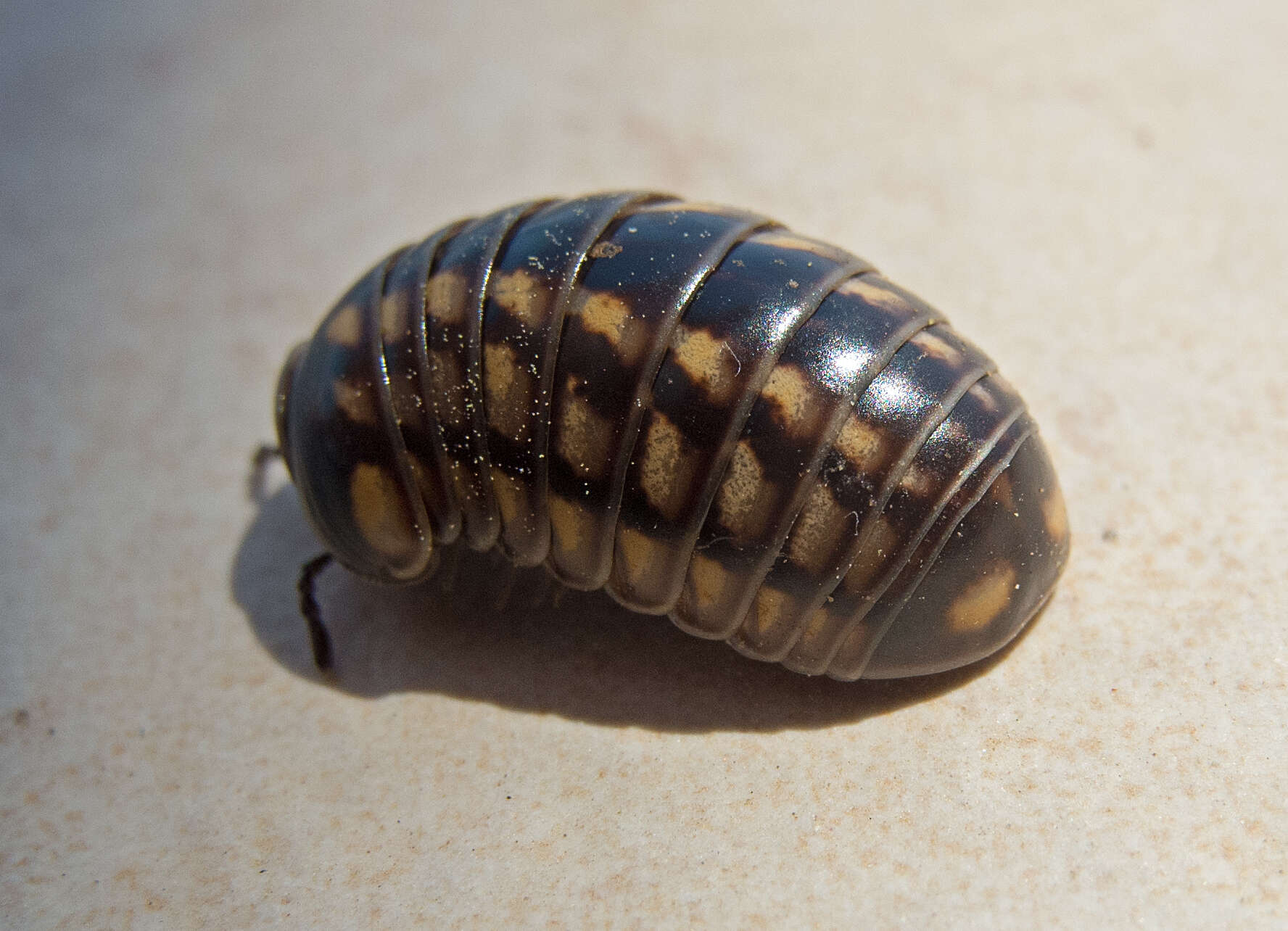 Image of Glomeris hexasticha Brandt 1833