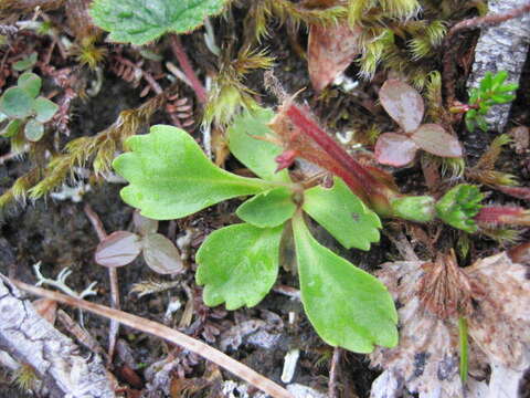 Primula cuneifolia Ledeb. resmi