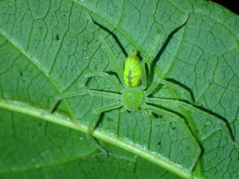 Слика од Gnathopalystes taiwanensis Zhu & Tso 2006