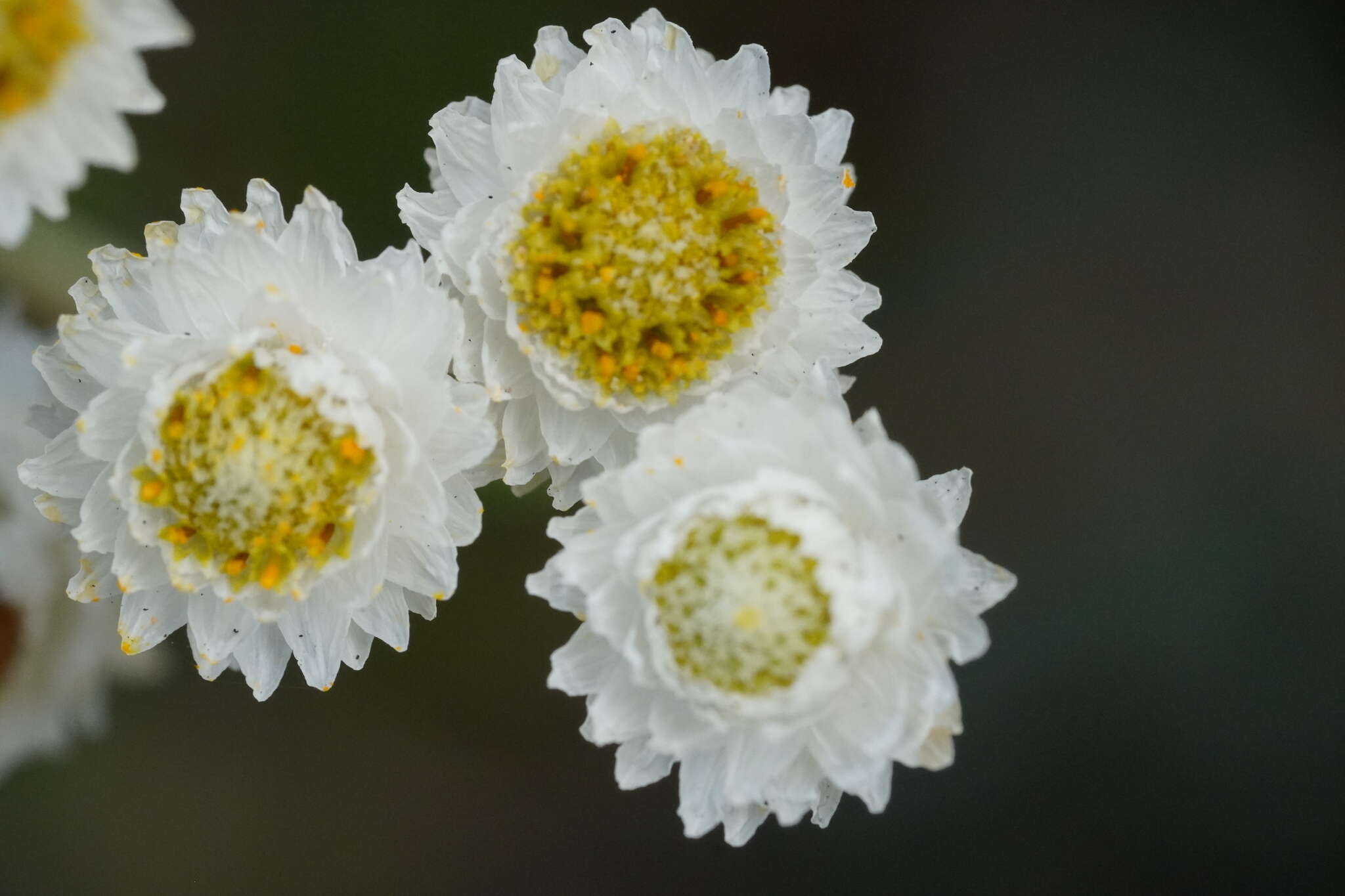 Image of Mount Yushan Pearly Everlasting