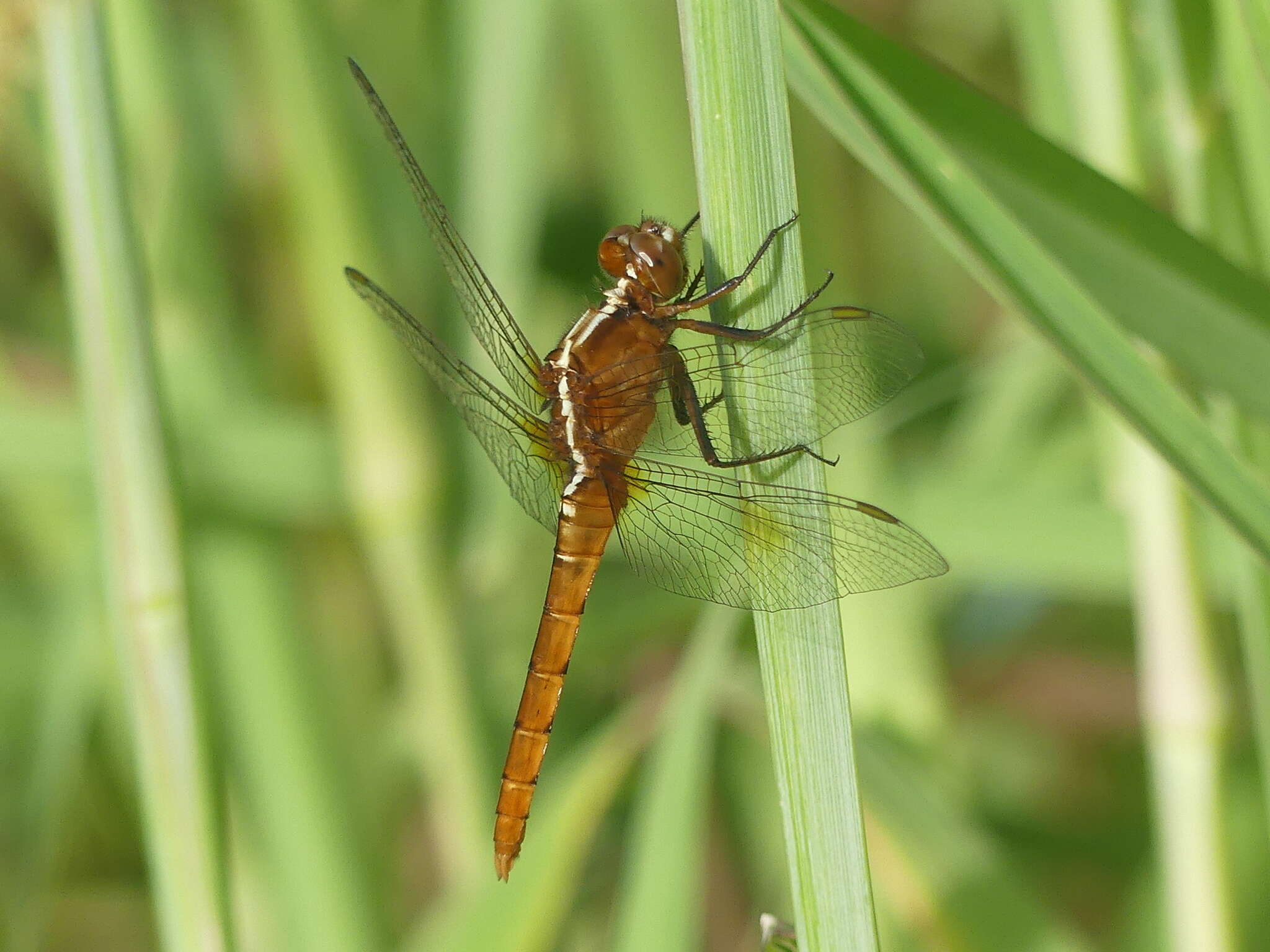 Image of Rhodothemis lieftincki Fraser 1954