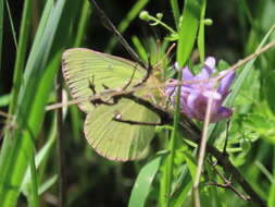 صورة Colias occidentalis Scudder 1862