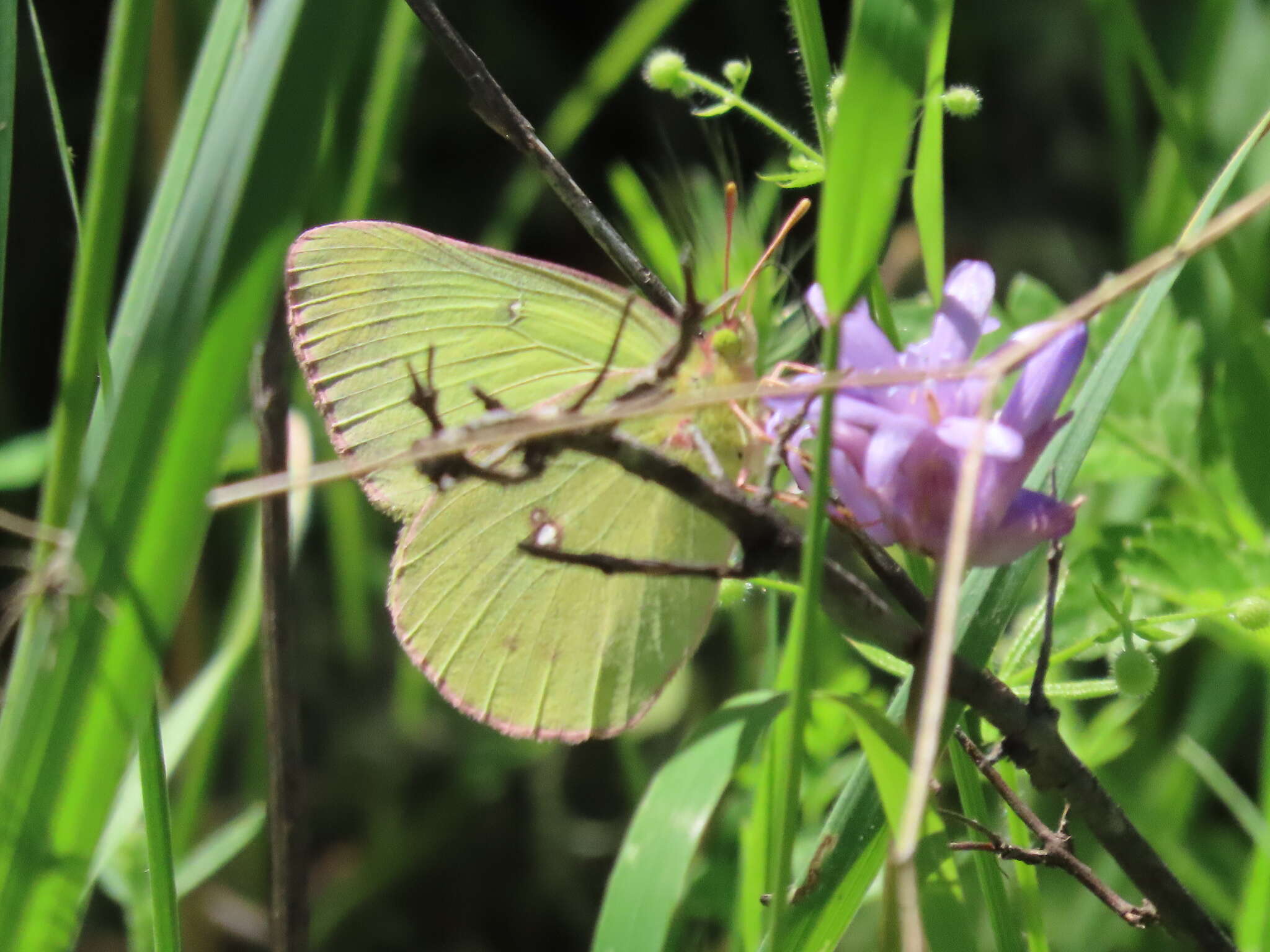 صورة Colias occidentalis Scudder 1862