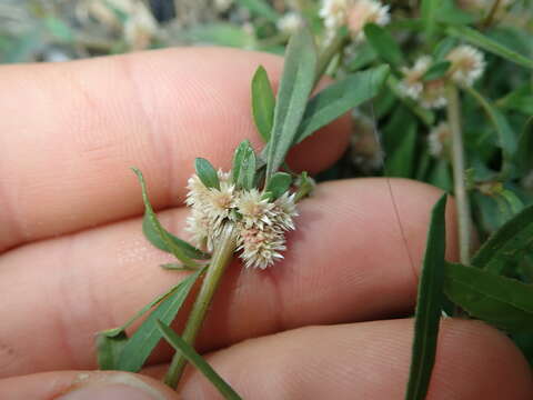 Imagem de Alternanthera denticulata R. Br.