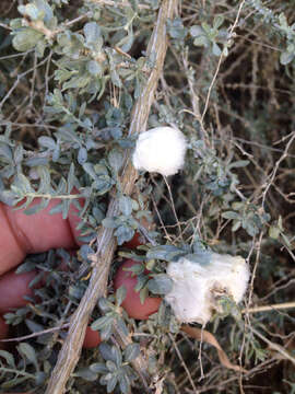 Image of Asphondylia floccosa Gagne 1986