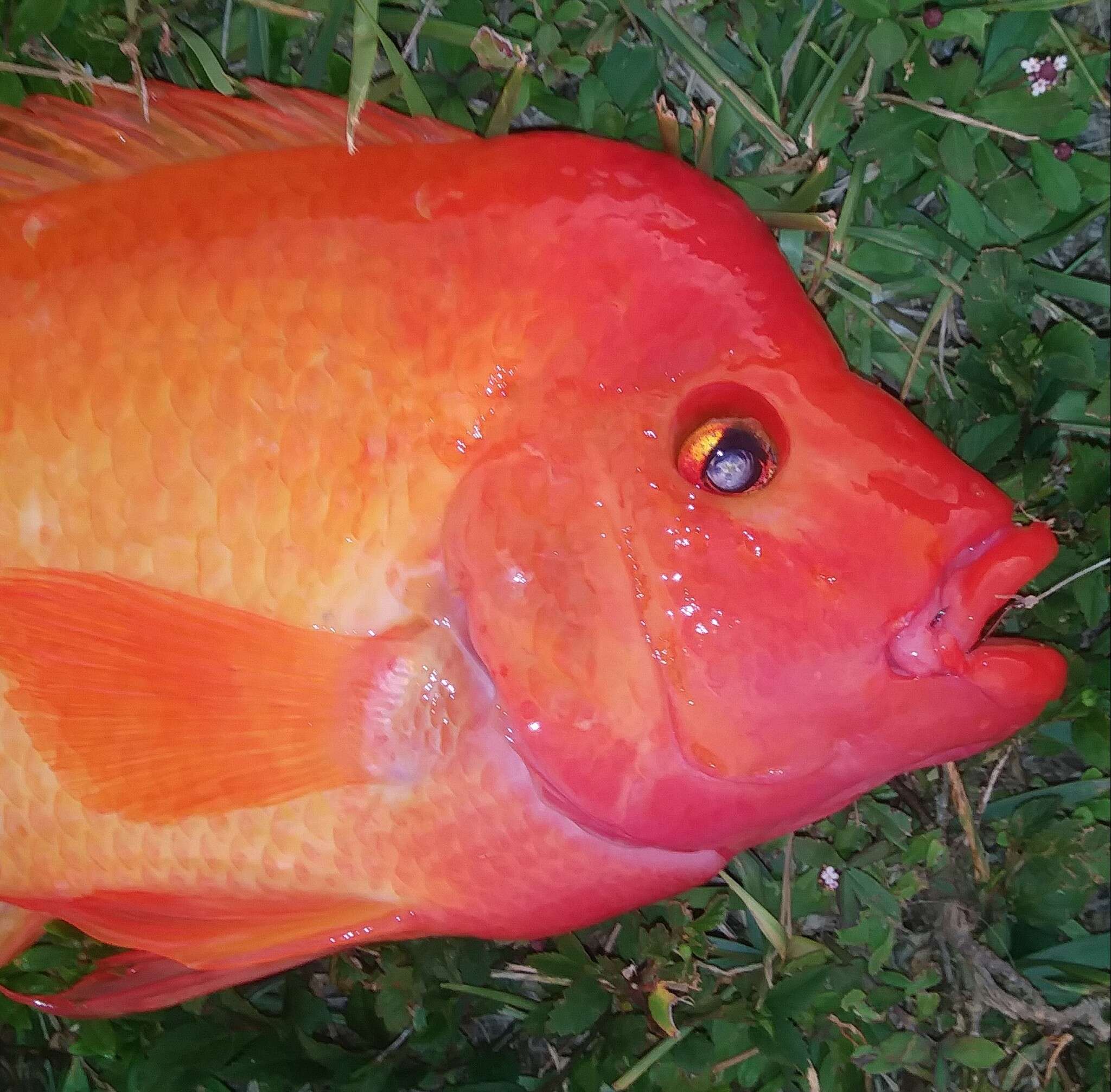 Image of Midas cichlid