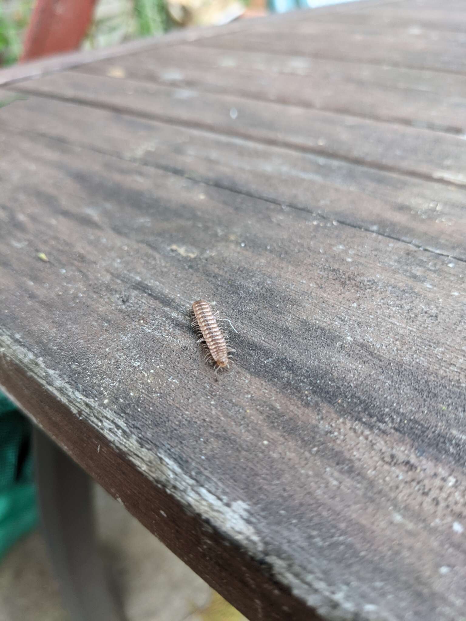 Image of Flat-backed millipede