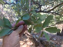 Image of Arizona White Oak