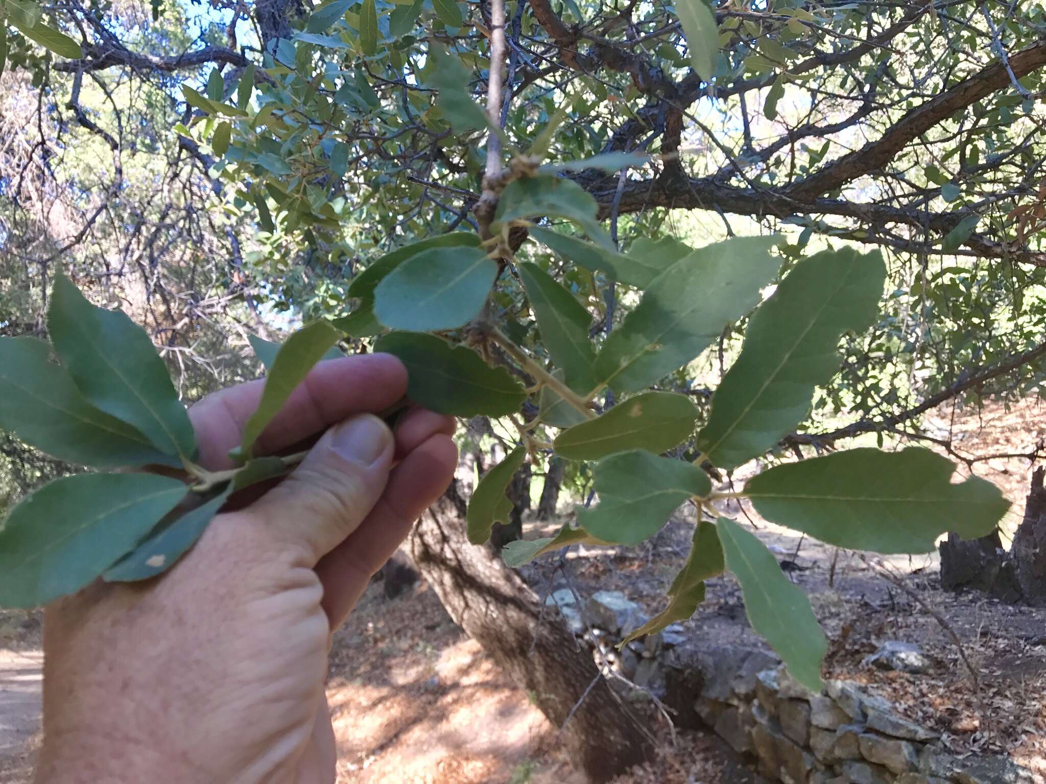 Imagem de Quercus arizonica Sarg.