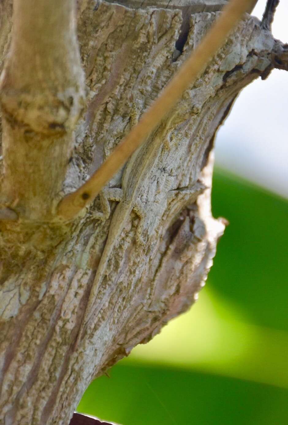 Image of Guantanamo Twig Anole