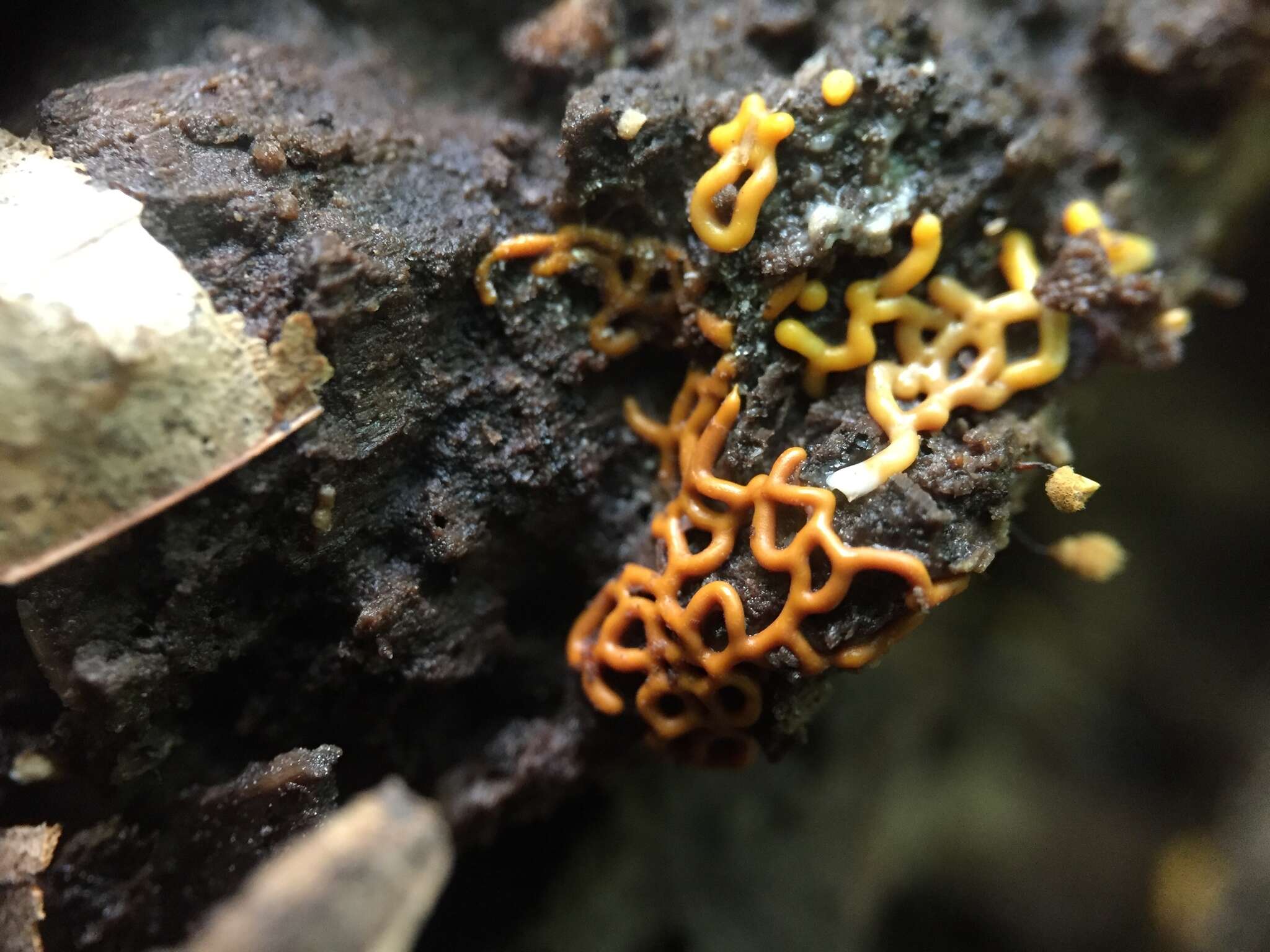 Image of Pretzel slime mold