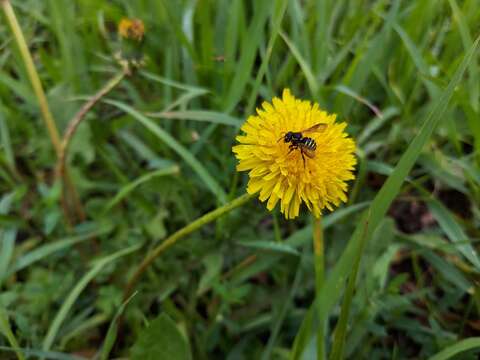 Imagem de Paranthidium jugatorium (Say 1824)