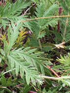 Image de Potentilla pensylvanica L.