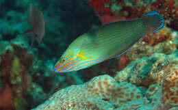 Image of Chain-lined wrasse