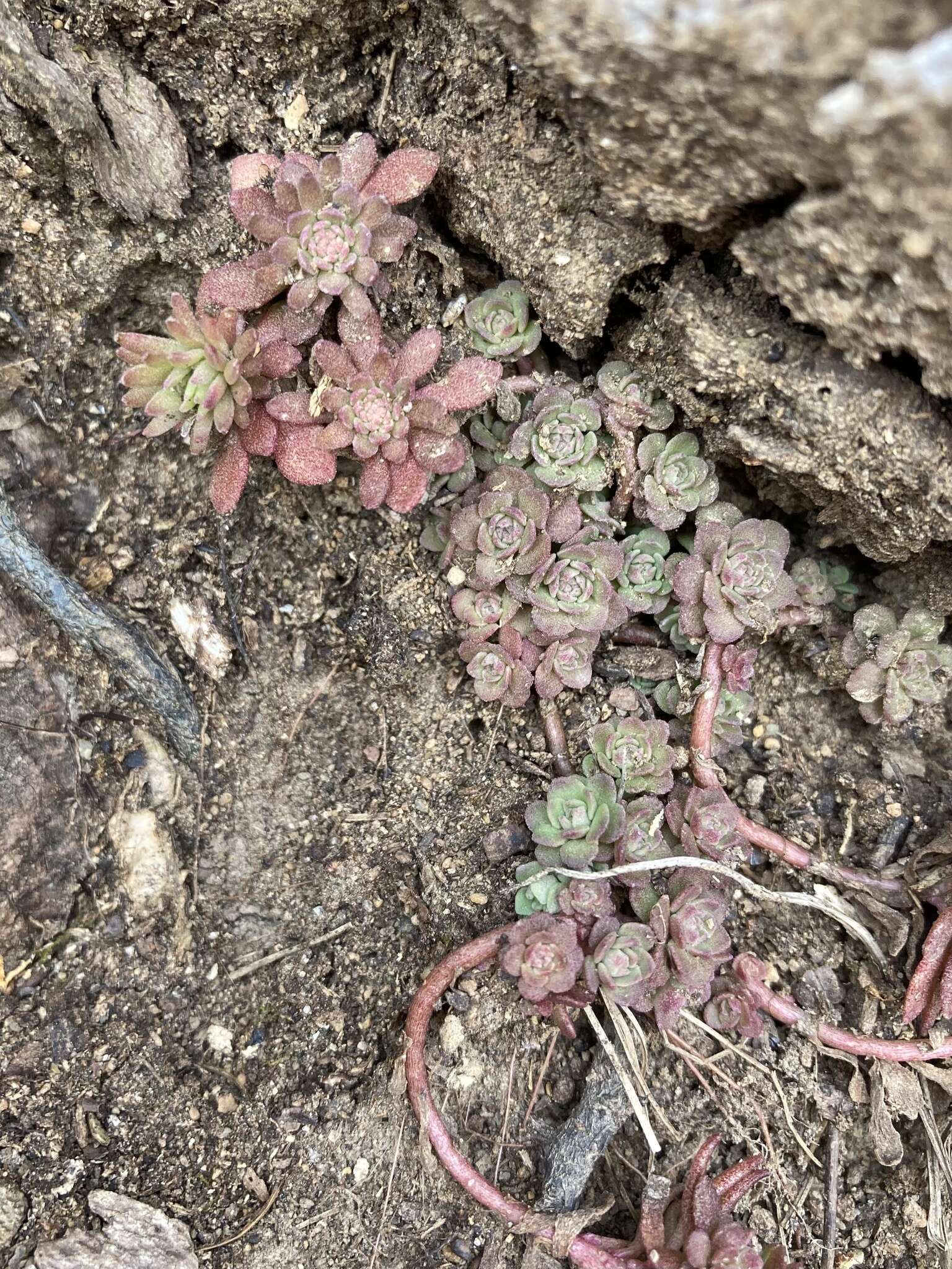 Sivun Sedum glaucophyllum R. T. Clausen kuva