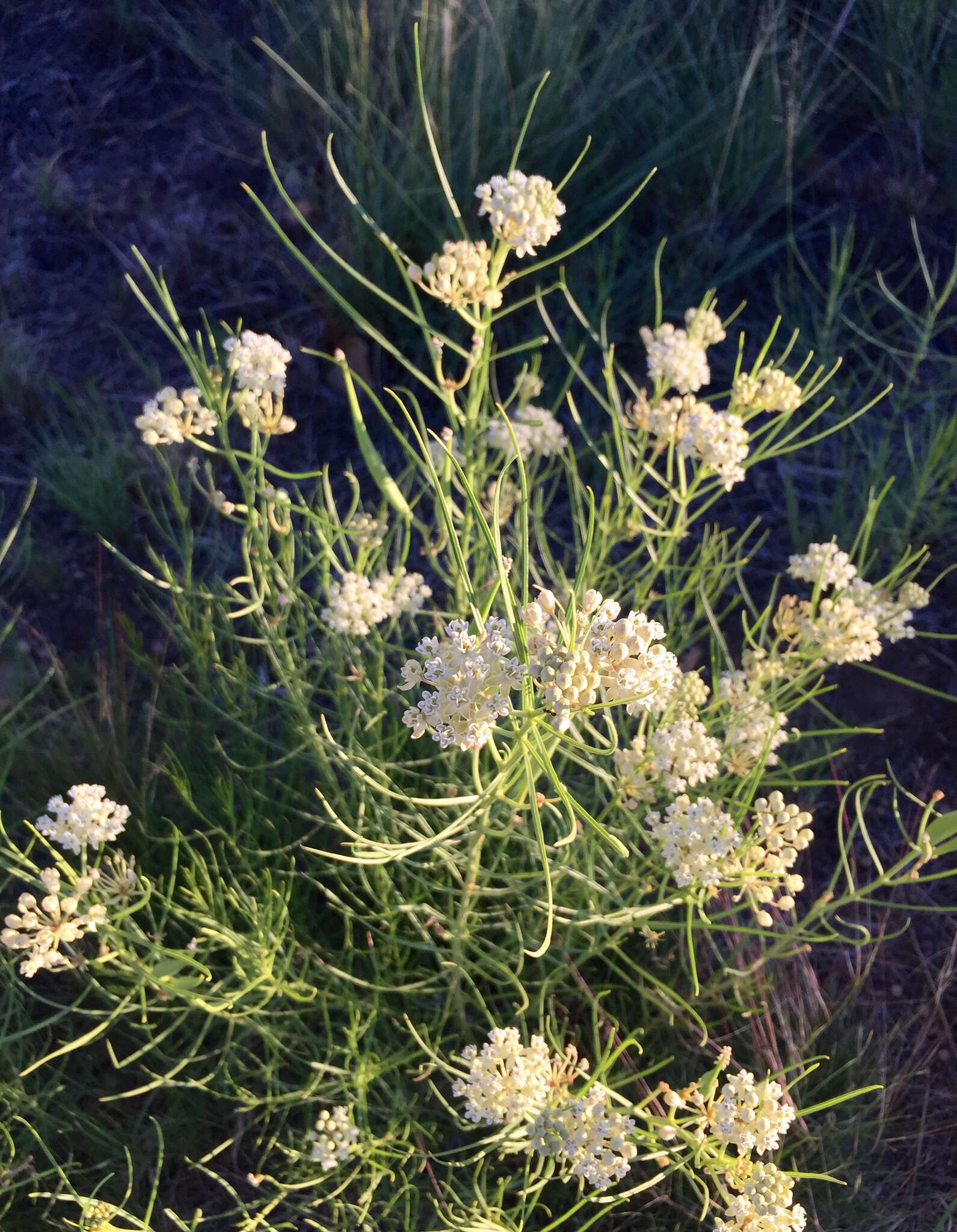 Image of horsetail milkweed