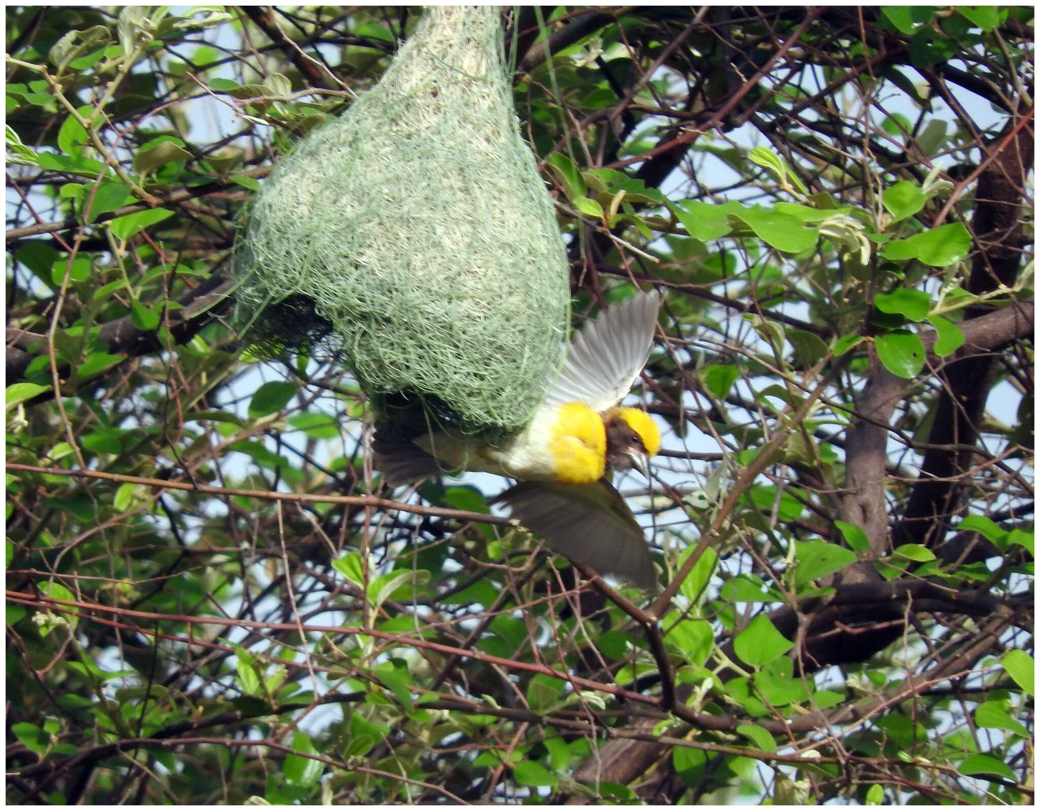 Image of Baya Weaver