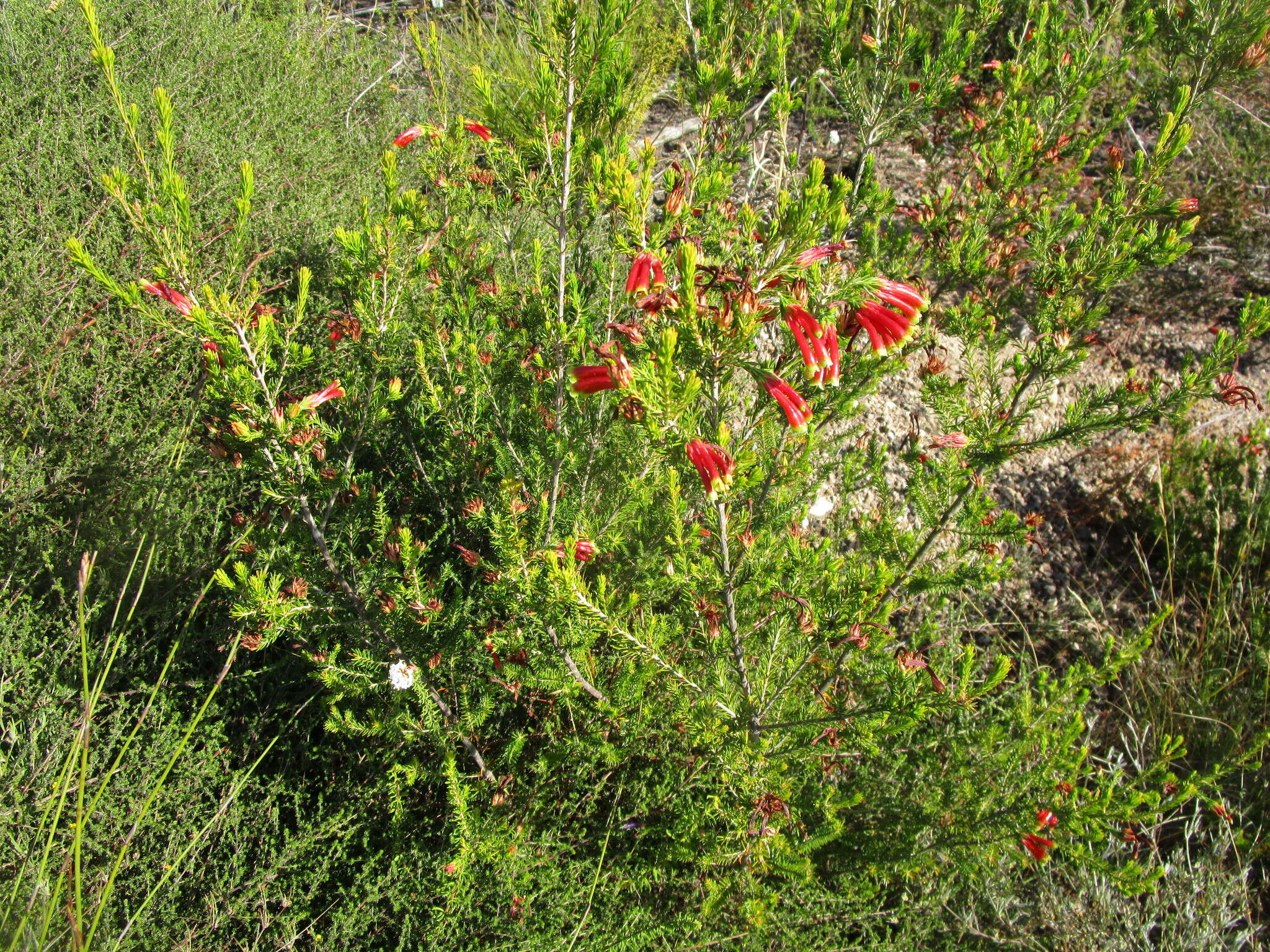 Image of Erica unicolor subsp. georgensis E. G. H. Oliv. & I. M. Oliv.