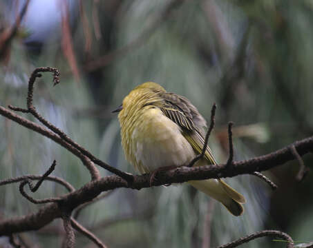 Image de Ploceus cucullatus abyssinicus (Gmelin & JF 1789)